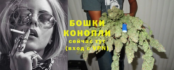 сатива Беломорск